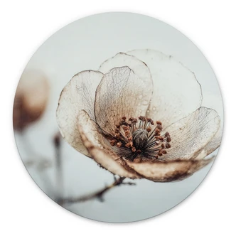 Wanddecoratie gedroogde bloesem beige natuur poëzie - Treechild - Alu-Dibond Rond 