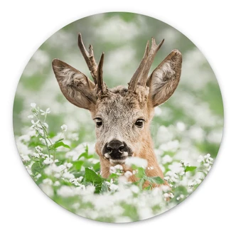 Wandcirkel van Duijn - Jong Hertje 