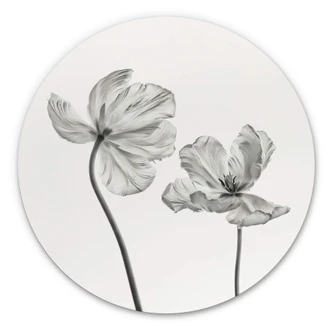 Wandcirkel Alu-Dibond Grønkjær - Tulpen 