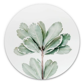 Wandcirkel Sisi & Seb - Botanisch Wandcirkel Sisi & Seb - Botanisch