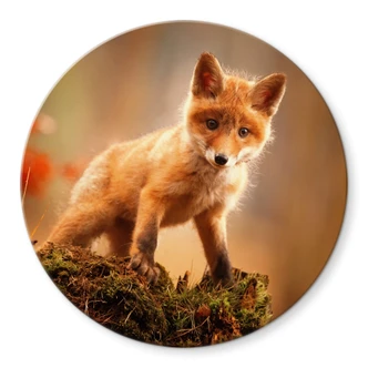 Glasbild Adamec - Junger Fuchs im Wald - Rund 