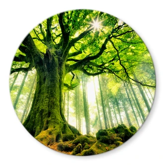 Glasbild Kiciak - Märchenwald - Rund 