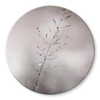 Glasbild Grashalm mit Tautropfen - Sillen - Rund 