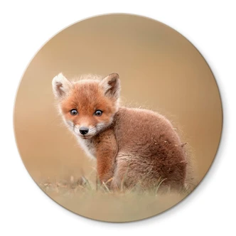 Glasbild van Duijn - Baby Fuchs 