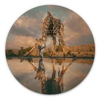 Holzbild Reflexion einer Giraffe in der Wildnis - Amtmann - Rund 
