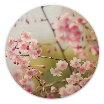 Wandcirkel Hout Cherry Blossoms 