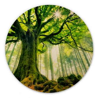 Wandcirkel Hout Kiciak - Sprookjesbos 