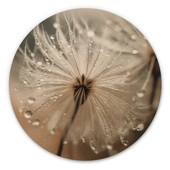 Cuadro de madera Diente de león en el rocío de la mañana - Treechild - Redondo 