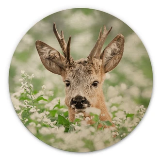 Cuadro de madera van Duijn - Corzo joven en brezo - Redondo 