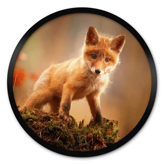 Poster Adamec - Junger Fuchs im Wald - Rund 
