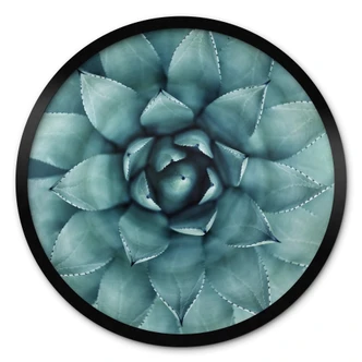 Poster Agave 02 - Rund 