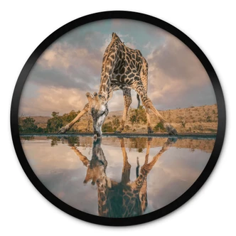 Poster | Reflektion av en giraff i det vilda - Amtmann - Rund Poster | Reflektion av en giraff i det vilda - Amtmann - Rund