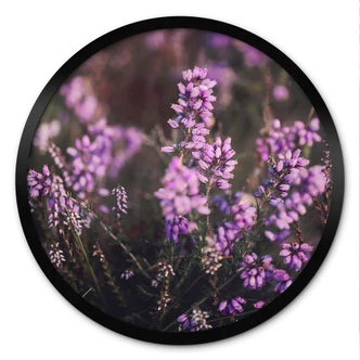 Natuur Poster paarse heidebloesem in warm licht - Annie - Rond 
