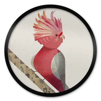 Poster Braun - Pink Cockatoo 