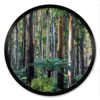 Poster Eucalyptusbossen in de Yarra Ranges - Colombo - Rond 