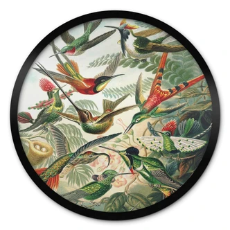 Poster Haeckel - Hummingbirds 