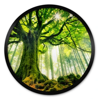 Poster Kiciak - Märchenwald - Rund 