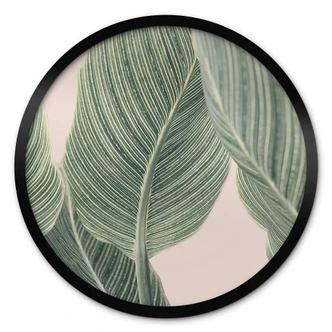 Poster Calathea Pflanze - Sisi & Seb - Rund 