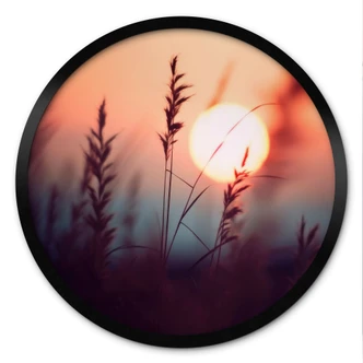Poster Grasses in the light of the glowing sun - Treechild - Round 