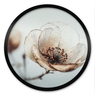 Poster gedroogde bloesem beige natuur poëzie - Treechild - Rond 