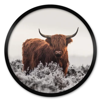 Poster van den Helm - Highlander - Rund 
