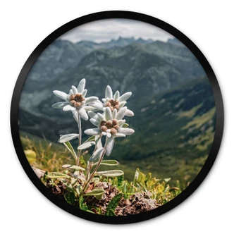 Poster Witte alpen edelweiss op de berg 