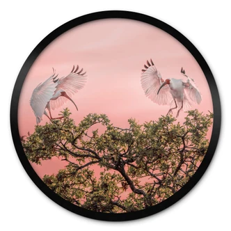 Póster Zhao - Pareja de pájaros al atardecer - Redondo 