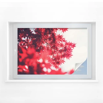 Raamfolie Esdoorn in de herfst 