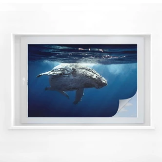 Sichtschutzfolie Buckelwal auf Tauchgang 
