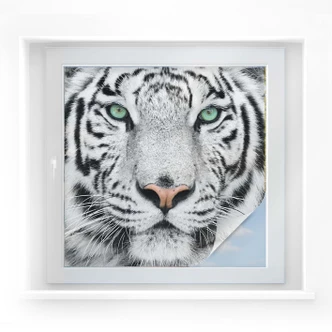 Sichtschutzfolie Gorgeous Sumatran Tiger - quadratisch 