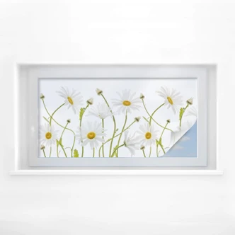 Film o prywatności Disher - Ox eye Daisies - Panorama 