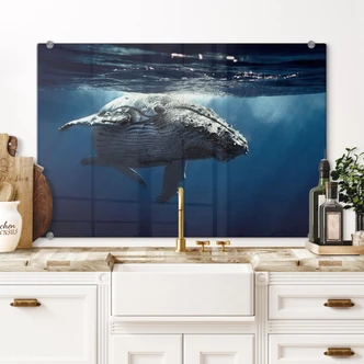 Pannello paraschizzi - Megattera 