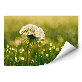 Wallprint - After Rain 