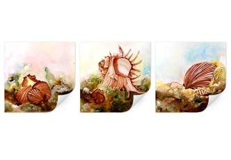 Wallprint W - Fedrau - Muscheln 02 (3-teilig) 