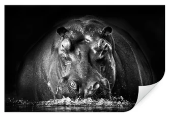 Zelfklevende Poster Golob - Proestend Nijlpaard 