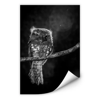 Wallprint Wilianto - Staring Owl 