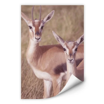 Wallprint W - Springböcke 