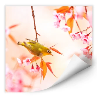 Wallprint W - Vogelgezwitscher in der Kirschblüte - quadratisch 