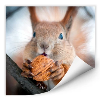 Muurprints Eekhoorn met Nootje (Vierkant) 