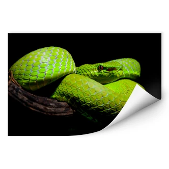 Wallprint Hakonsen - Die grüne Pit-Viper 