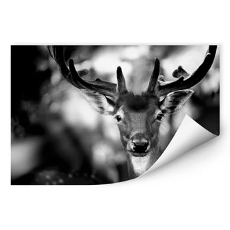 Zelfklevende Poster - Sandra - Jong Hert 