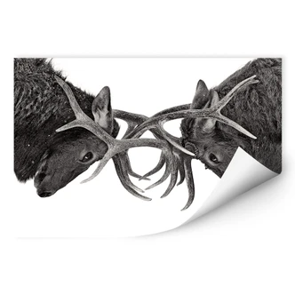 Wallprint Cumming - Machtkampf 