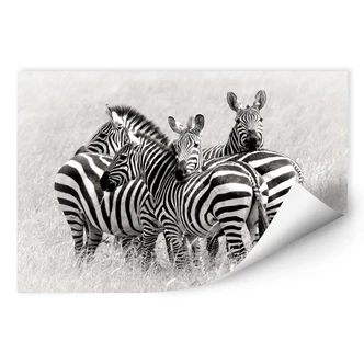 Wallprint Trubitsyn - Zebras in der Savanne 