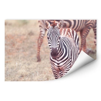 Wallprint W - Zebra Fohlen 