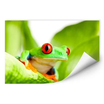 Wallprint W - Knallfrosch 