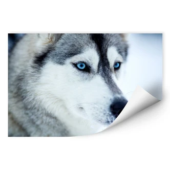 Wallprint Eisblaue Augen 