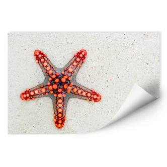 Wall Print Star Fish 