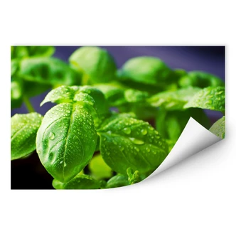 Wallprint Frisches Basilikum Wallprint Frisches Basilikum