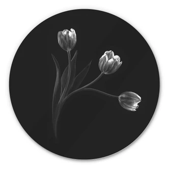 Alu-Dibond rond - Pan - Tulpentrio - rond 