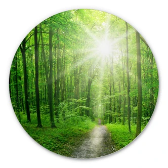 Wandcirkel Alu-Dibond - Sunny Forest 
